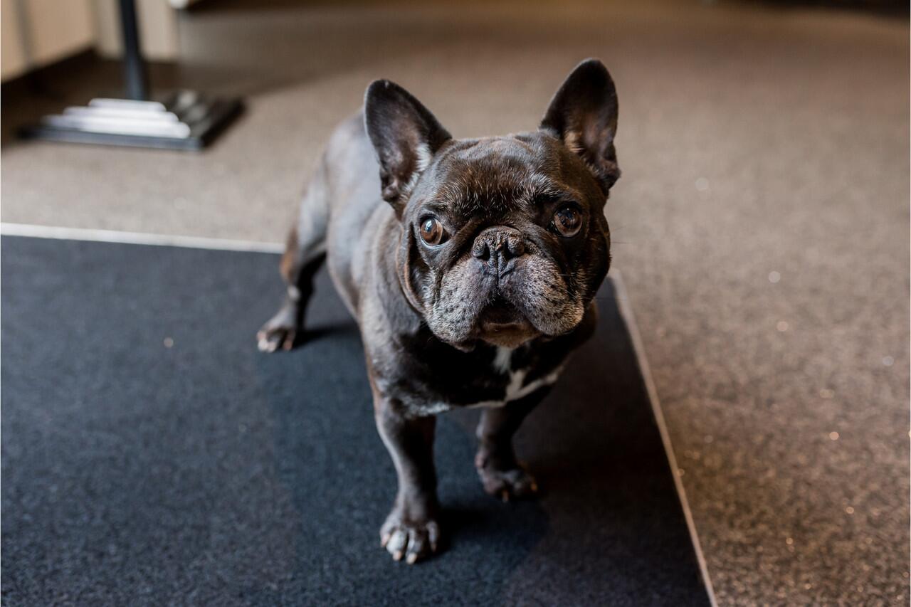 Renault CLIO 0.9 TCe Intens Bj2019. Led Koplampen, Navi, Camera, Clima, Cruise, 16"LM Velgen